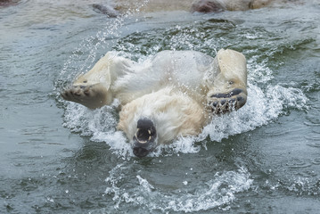 White bear playing in water, diving, portrait 
