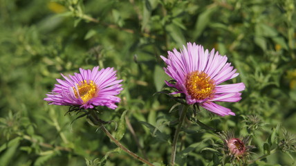 Obraz premium łąka