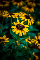 Sun Flower