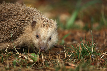 Igel auf Futtersuche im Garten