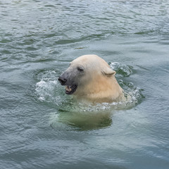 White bear swimming, portrait 
