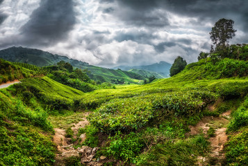 Cameron Highlands