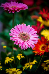 Flora