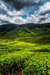 Cameron Highlands BOH Tea Farms