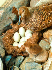 A bird with a chick sitting near a nest with eggs