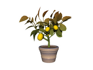 Zitronen Bäumchen im Blumentopf 