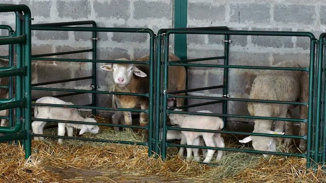 Sheep with Lambs in Cattle Pen / Sheep and lambs in special boxes at the contemporary  sheep farm