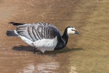 Barnacle goose, beautiful goose swimming