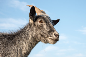 blue pygmy goat