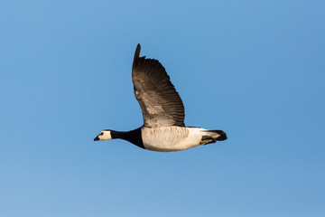 portrait flying barnacle goose (branta leucopsis), blue sky