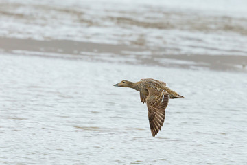 one female eider duck (somateria mollissima) flying over water surface