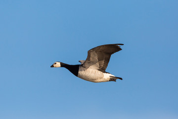 flying barnacle goose (branta leucopsis), blue sky, sunshine