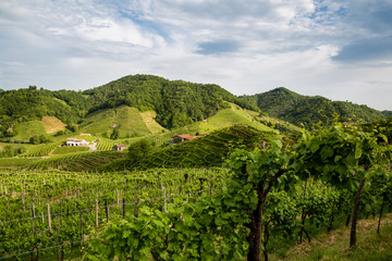 The picturesque landscape full of vineyards around the town of Valdobbiadene, an area renowned for...