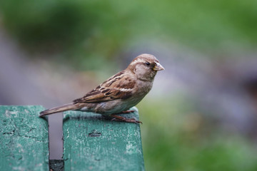 A sparrow sits on a green bench in the park.