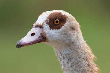 Nilgans © waechter-media.de
