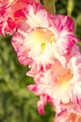 Obraz na płótnie Canvas pink gladiolus. natural background