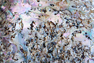 Sea shell background.