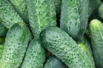 freshly picked cucumbers from a garden bed in a basket.