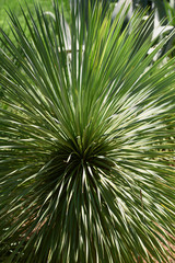 Obraz na płótnie Canvas A closeup of a tropical plant.