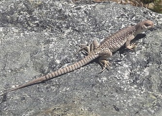 Spotted and Striped Lizard on a Rock