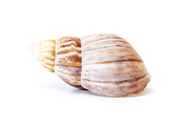 Sea shell on white.