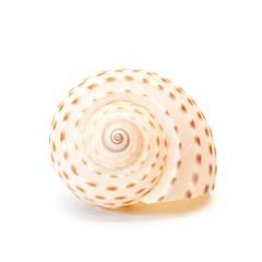 Sea shell on white.