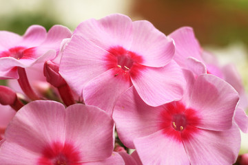 Fototapeta na wymiar Ornamental flower. Cultivated flower of a phlox closeup.