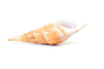 Sea shell on white.
