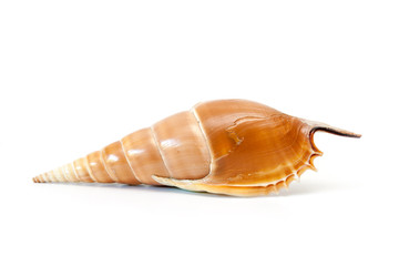 Sea shell on white.