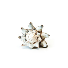 Sea shell on white.