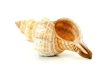 Sea shell on white.