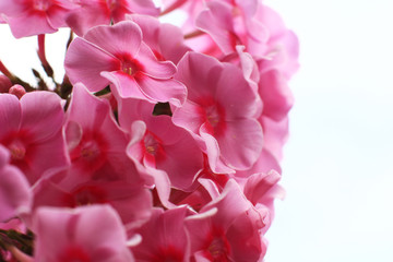 Ornamental flower. Cultivated flower of a phlox closeup.