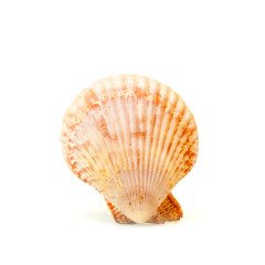 Sea shell on white.