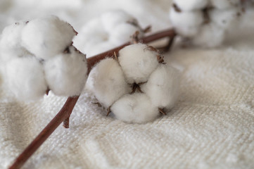 Cotton with warm sweater. Trendy autumn background with dried cotton. Delicate white cotton flowers on a wooden board