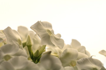 Ornamental flower. Cultivated flower of a phlox closeup.