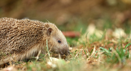 Igel auf Futtersuche im Garten