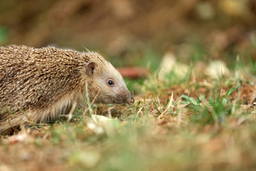 Igel auf Futtersuche im Garten