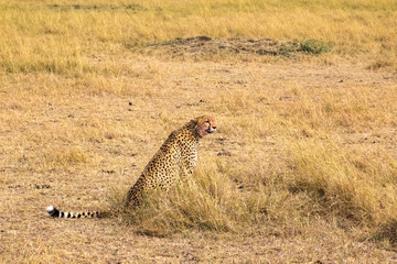 Sitting African cheetah. Masai Mara. Kenya, Africa