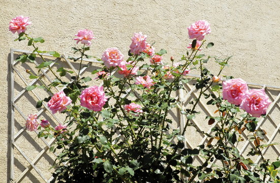 Rosier grimpant rose et treillage 