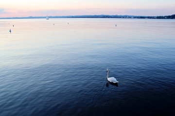 Beautiful Sunset at the Lake with a Swan