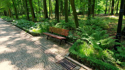 Ławka w cieniu parkowych drzew w uzdrowiskowym parku w Kudowie Zdrój