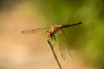 Dragonfly on Wood Branch