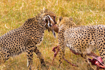 Two African cheetahs with prey. Masai Mara. Kenya, Africa
