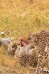 Сheetah family near the prey. Masai Mara, Kenya