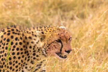 Portrait of a large cheetah. Masai Mara. Kenya, Africa