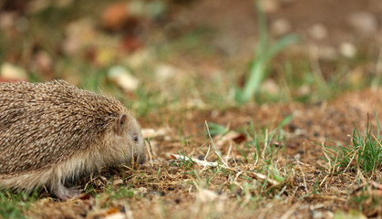 Igel auf Futtersuche im Garten
