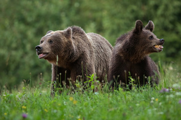 Two Carpathian brown bears portrait while eating in the woods.