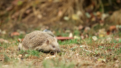 Igel auf Futtersuche im Garten