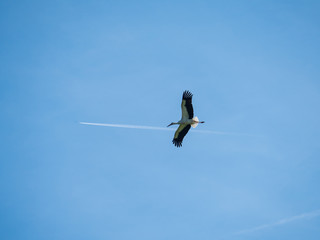 Stork flies against a bly sky with contrail of plane