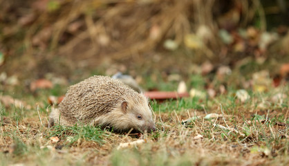 Igel auf Futtersuche im Garten